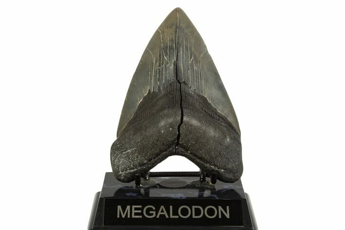Fossil Megalodon Tooth From Georgia - Repaired #338612